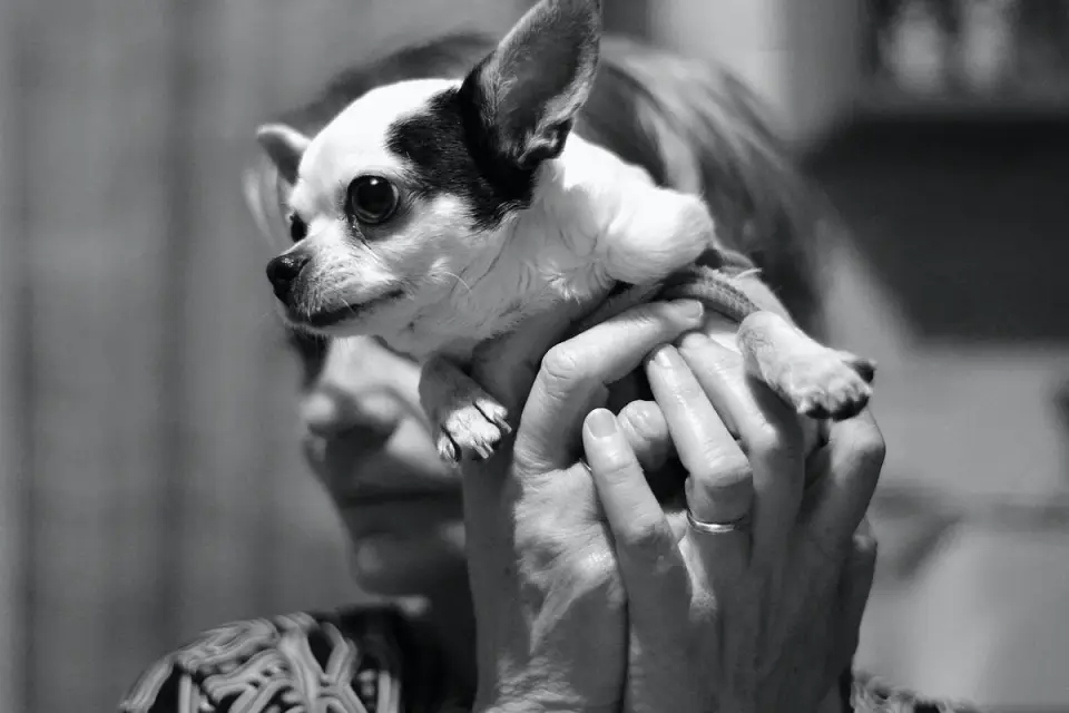Dog walking with an owner