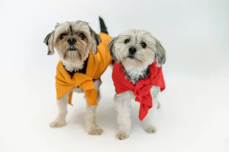 Dog wearing a coat