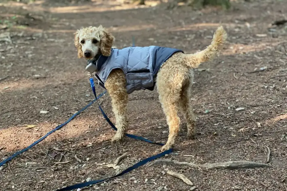 Dog wearing a coat