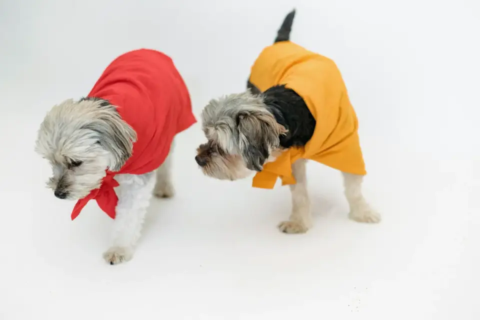Dog wearing a coat