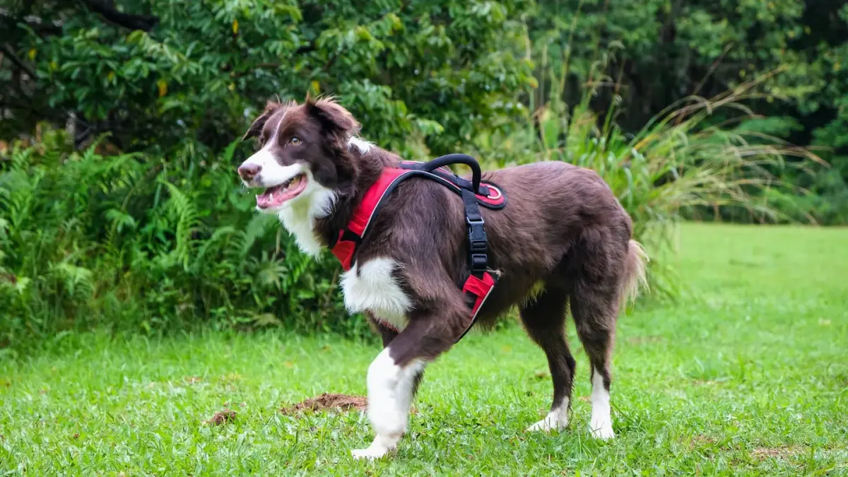 Dog wearing a harness