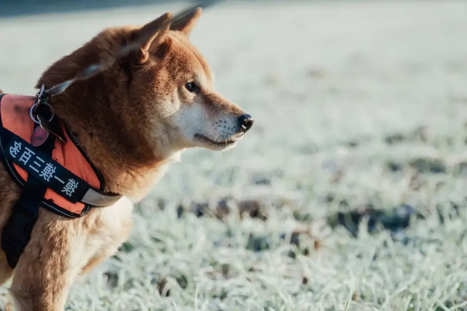 Dog wearing a harness