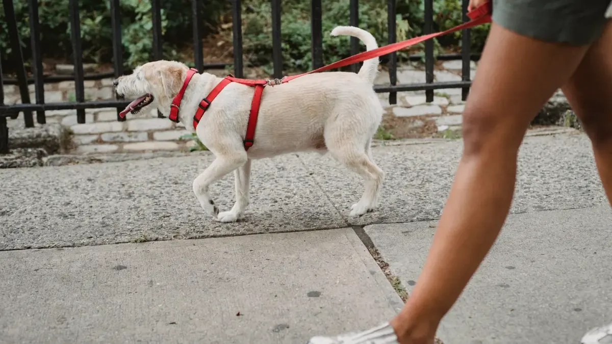 Dog wearing a reflective harness walking beside its owner at dusk