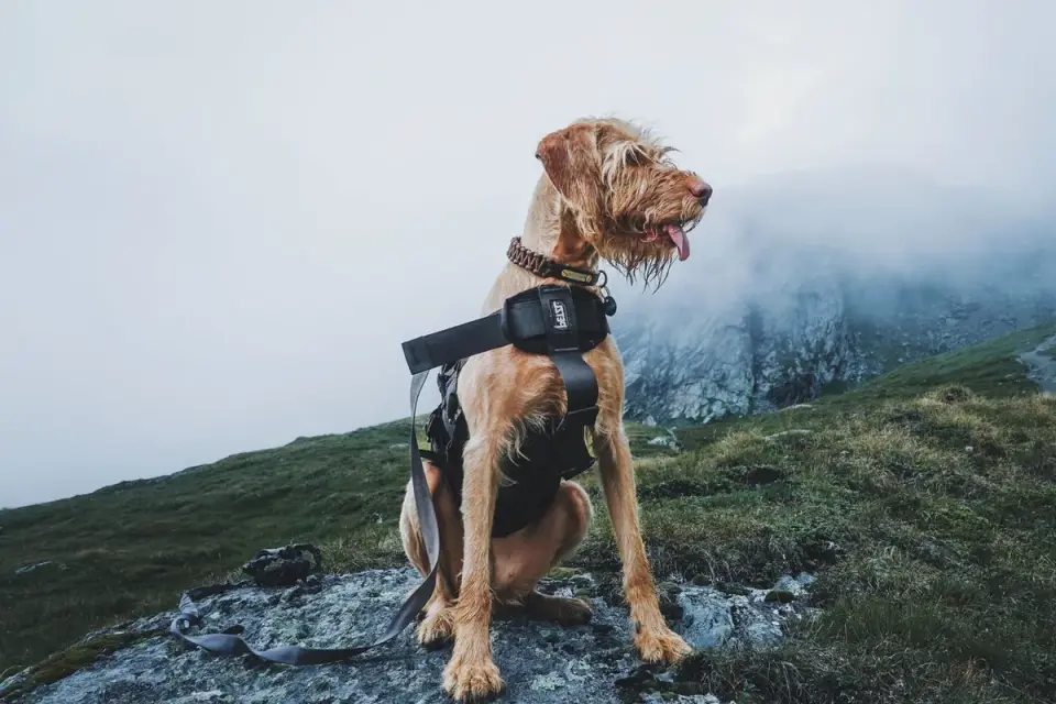 Dog wearing boots