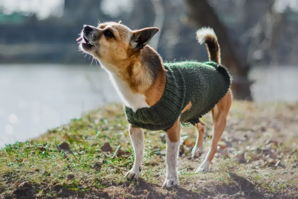 Dog wearing boots
