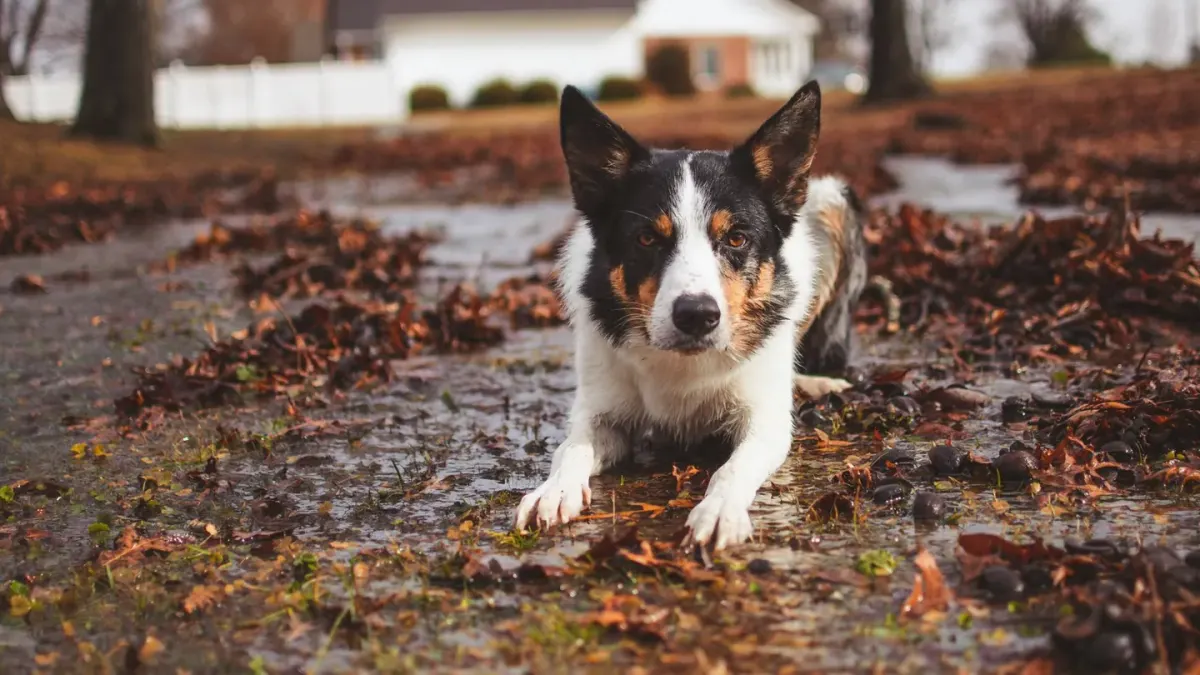Dog wearing boots