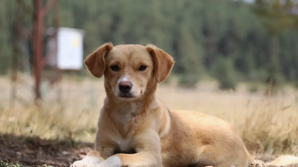 Dog wearing boots