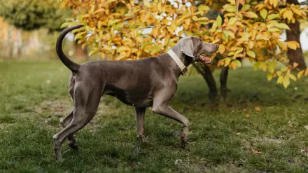Dog wearing boots