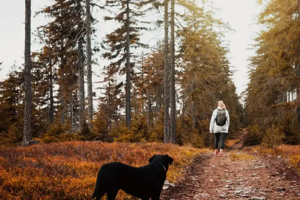 Dog wearing protective paw boots on a rocky trail