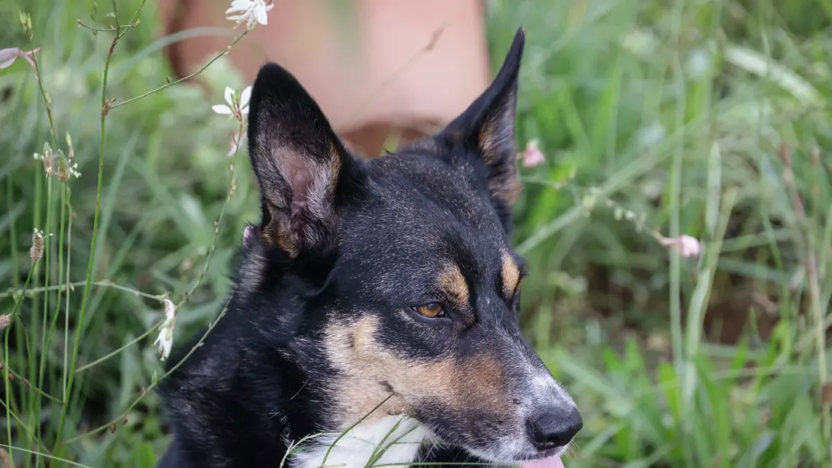 Dog with a gardening owner
