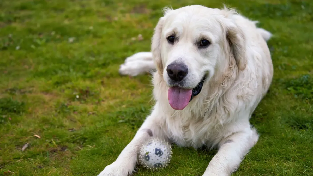 Dog with a rubber toy