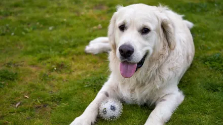 Dog with a rubber toy
