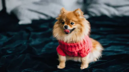 Dog with a rubber toy