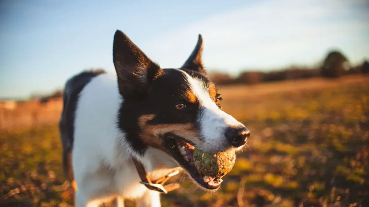 Dog with a rubber toy