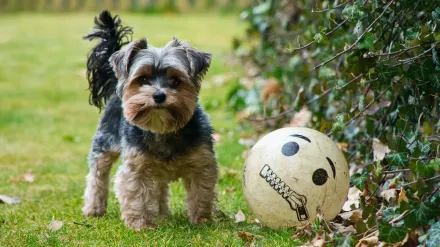 Dog with a rubber toy