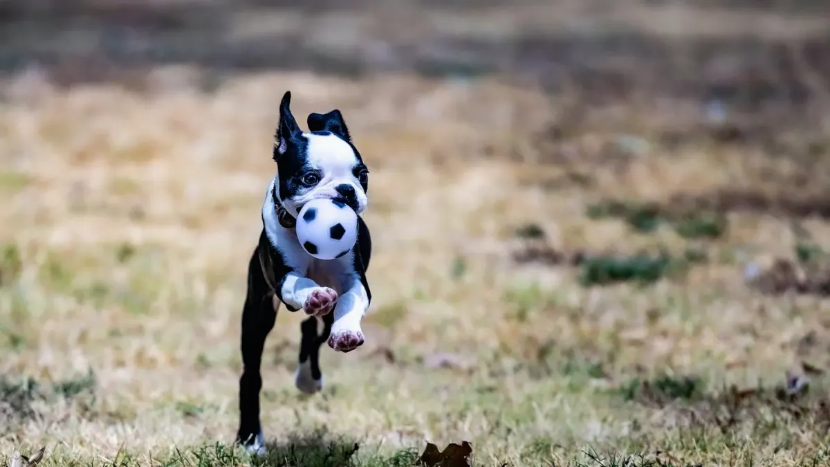 Dog with a rubber toy