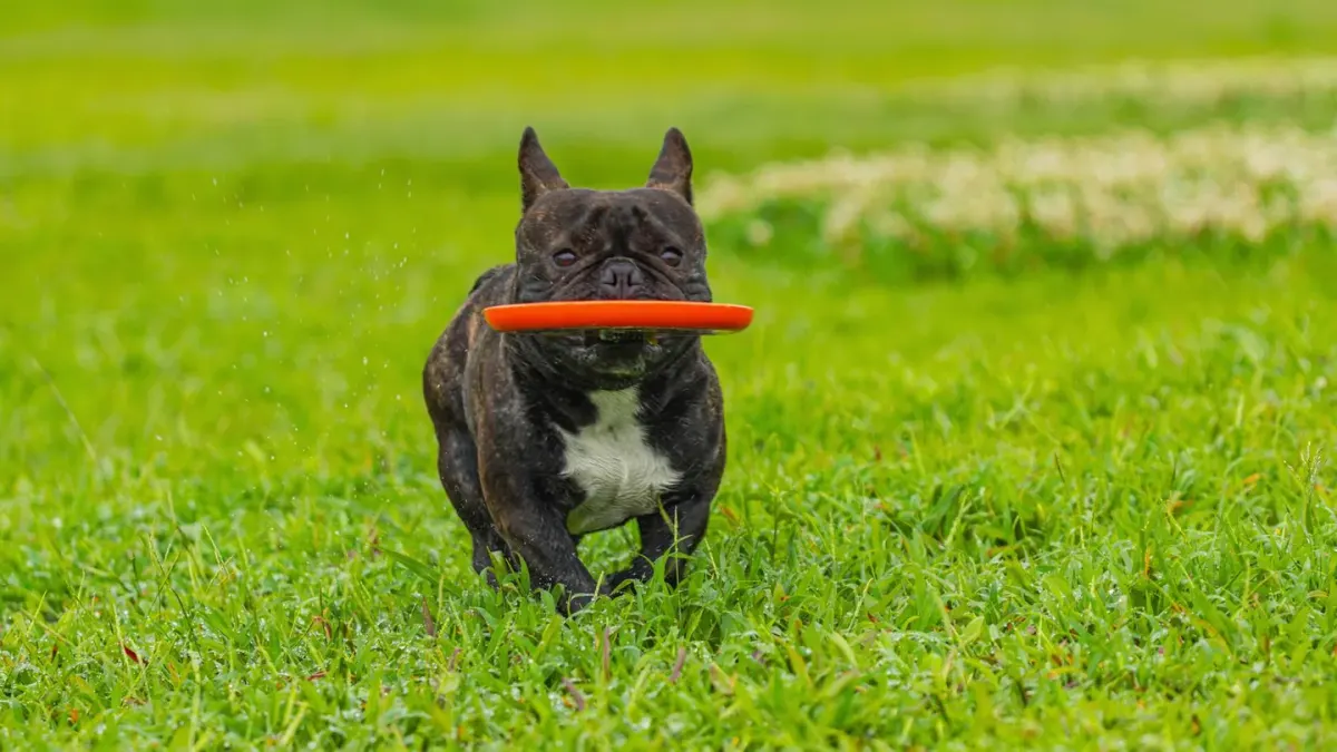 Dog with a rubber toy