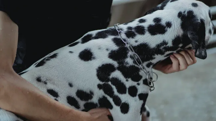 Dog with an owner at home