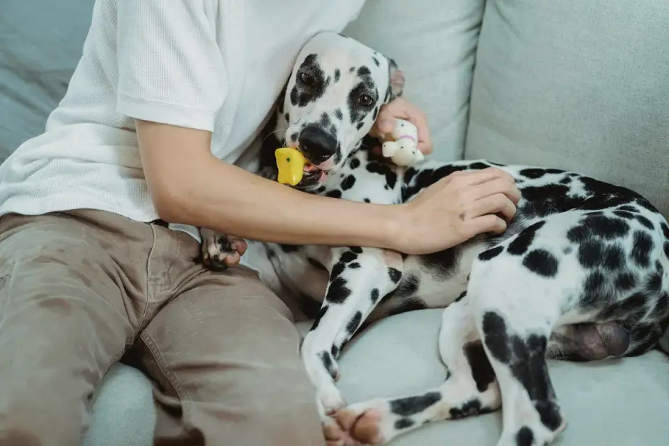 Dog with an owner