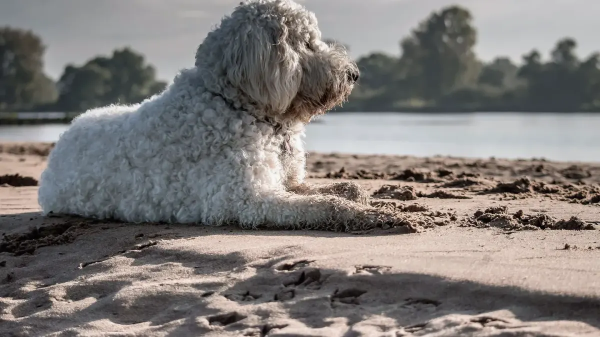 Dog wrapped in a towel
