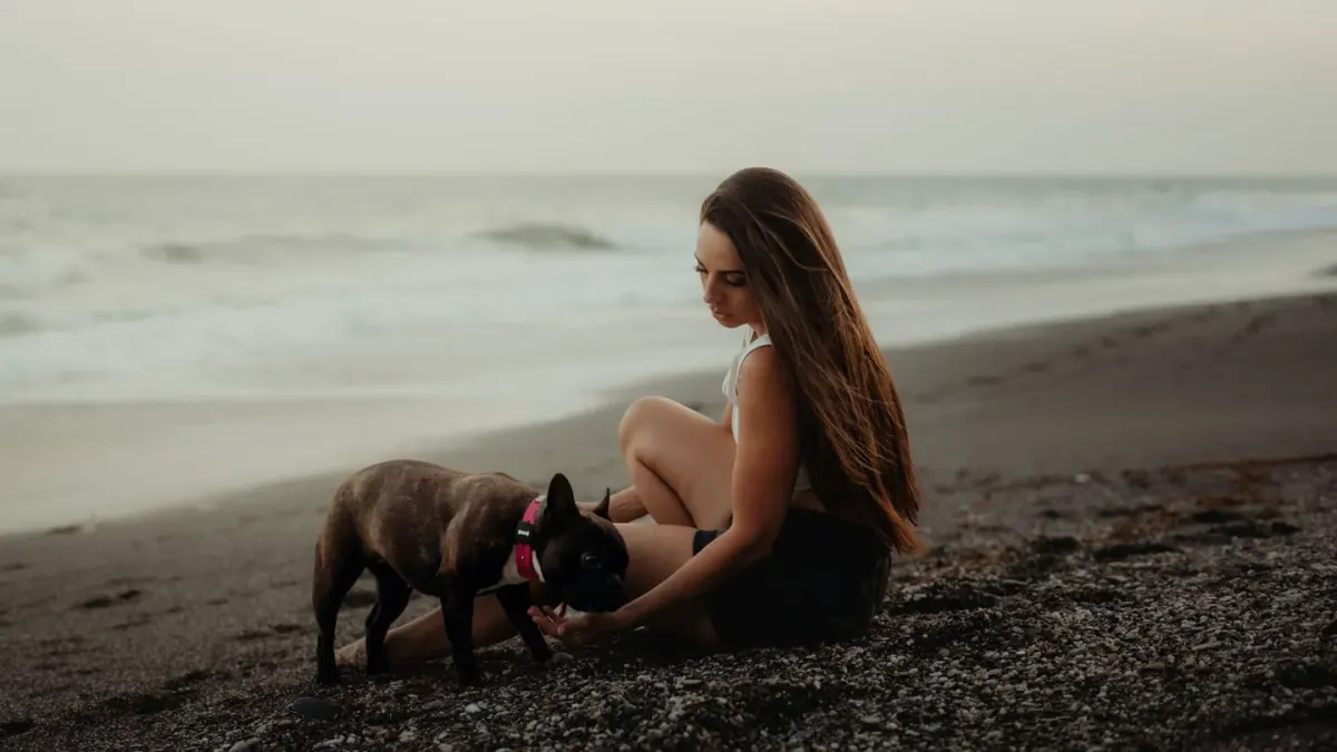 French bulldog portrait