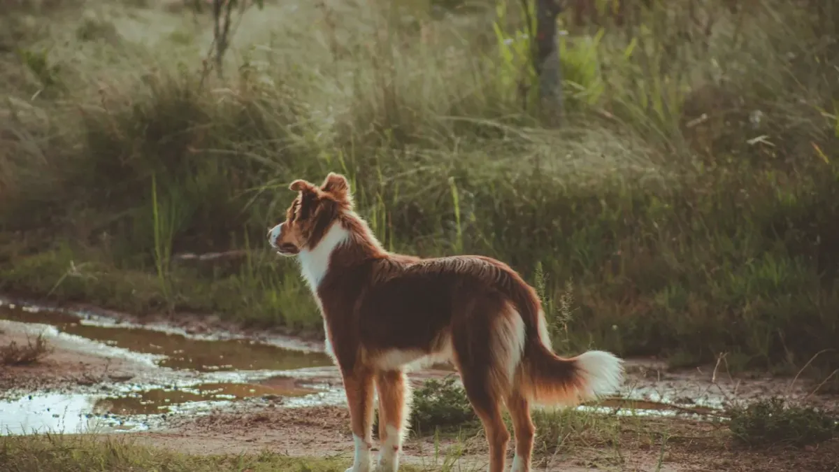 German shepherd outdoors