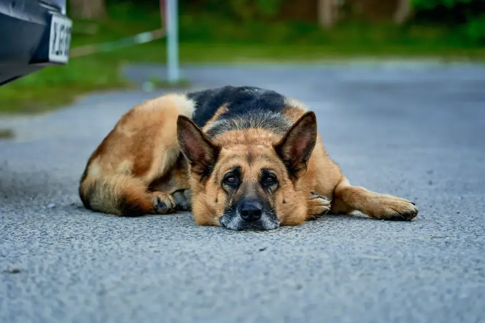 German shepherd outdoors