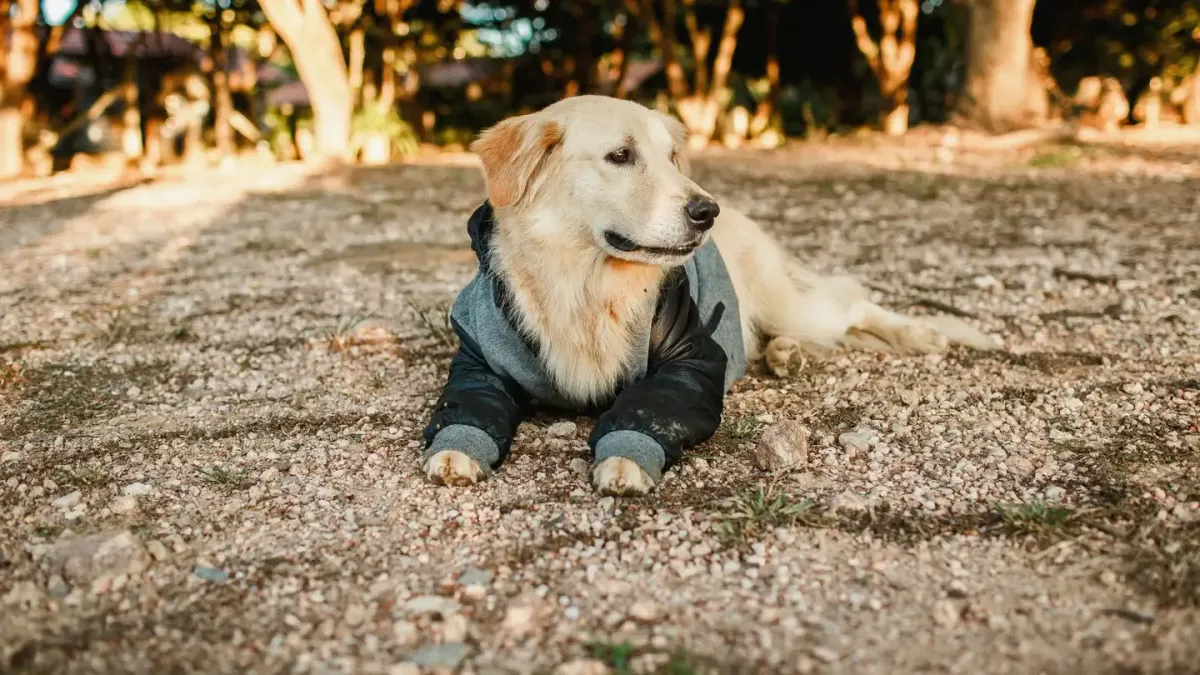 Golden retriever portrait