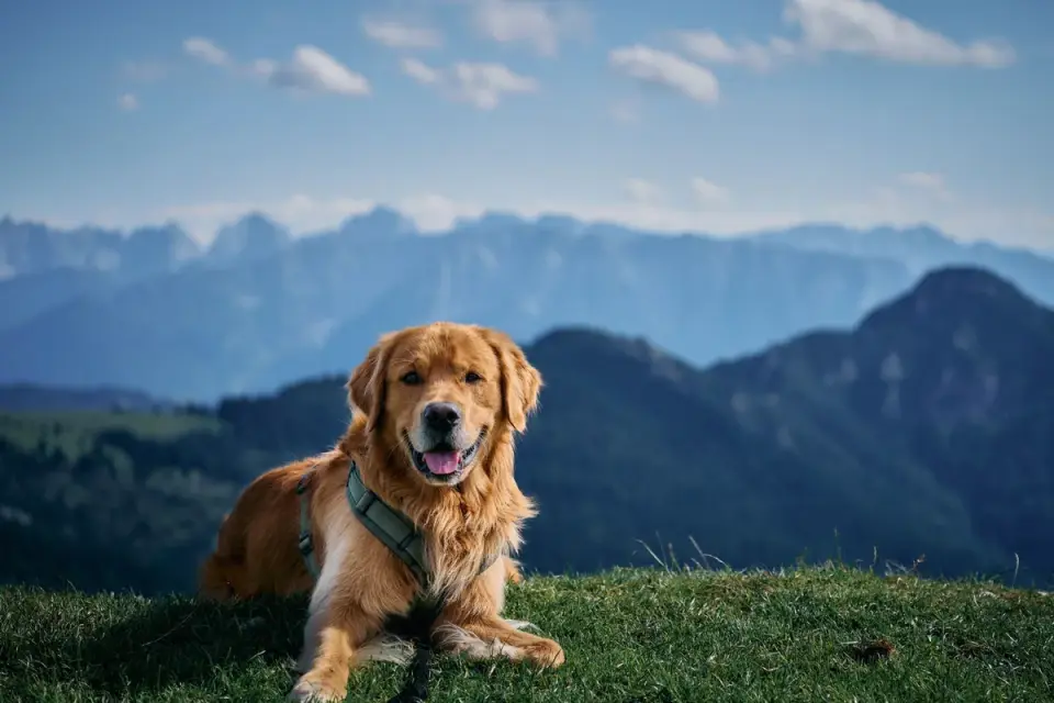 Golden retriever portrait