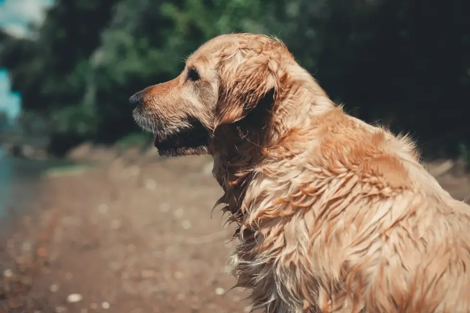 Golden retriever portrait