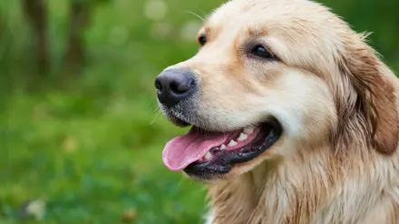 Golden retriever portrait