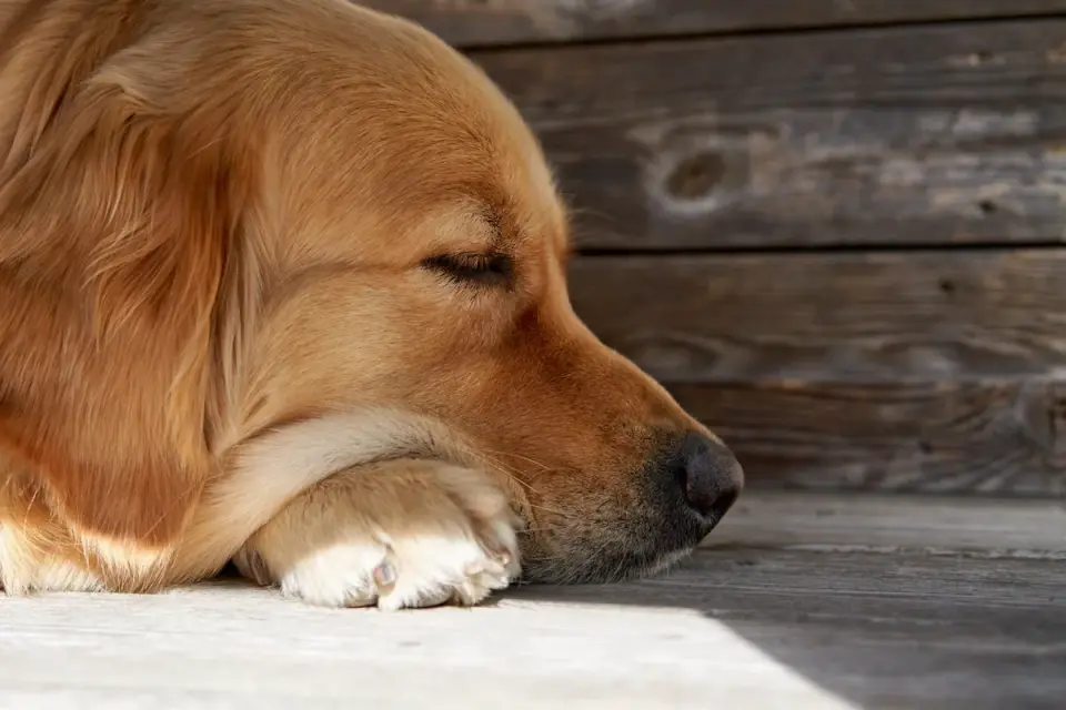 Golden retriever resting on a kitchen floor near an empty food bowl