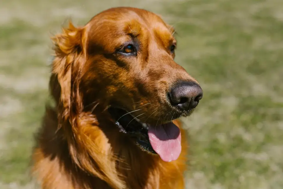 Golden retriever sniffing a slice of watermelon on a picnic table