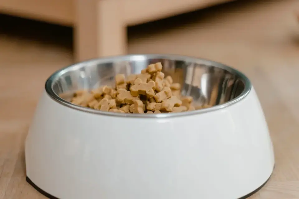 Gray-muzzled senior dog eating kibble from a bowl on a kitchen floor