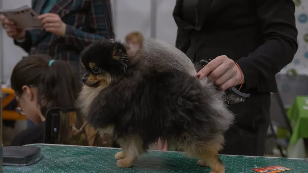 Groomer running clippers along a dog's back on a grooming table