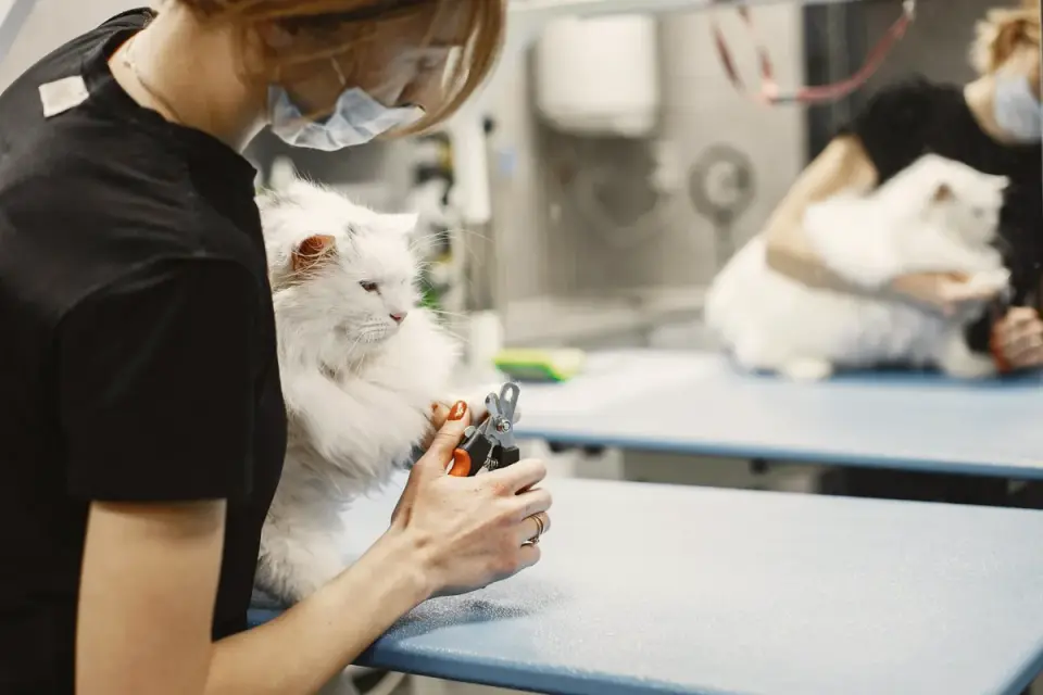 Groomer using scissors to trim fur around a dog&#x27;s face