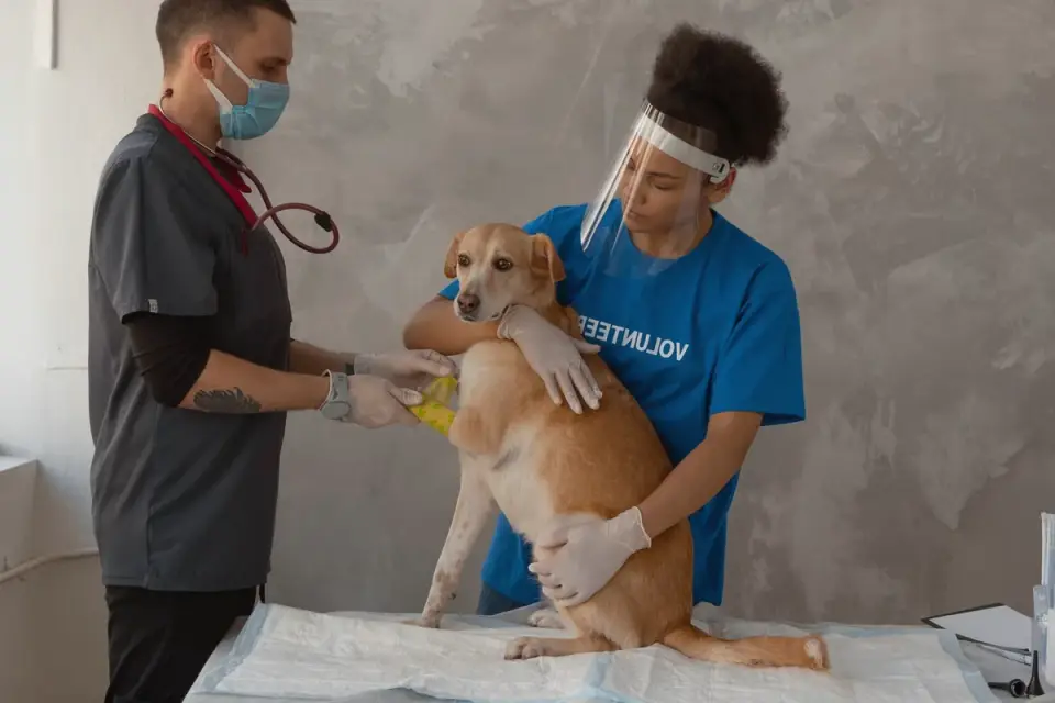 Labrador puppy being examined by a veterinarian on an exam table