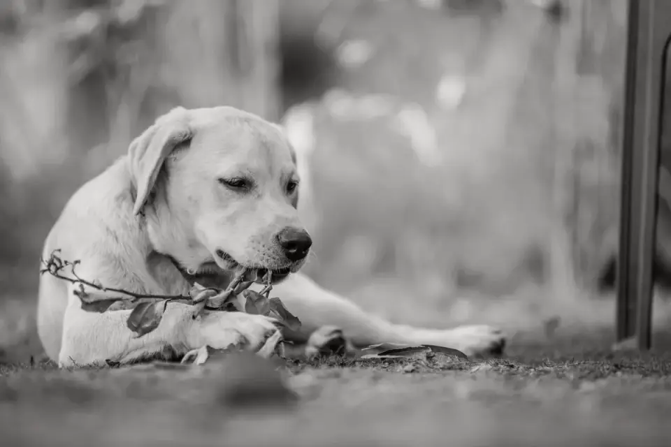 Labrador puppy chewing on a toy while lying on the floor