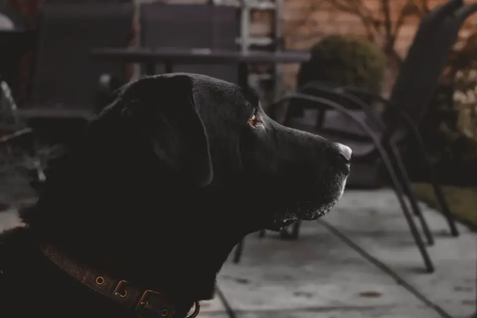 Labrador retriever drinking from a water bowl on a sunny patio