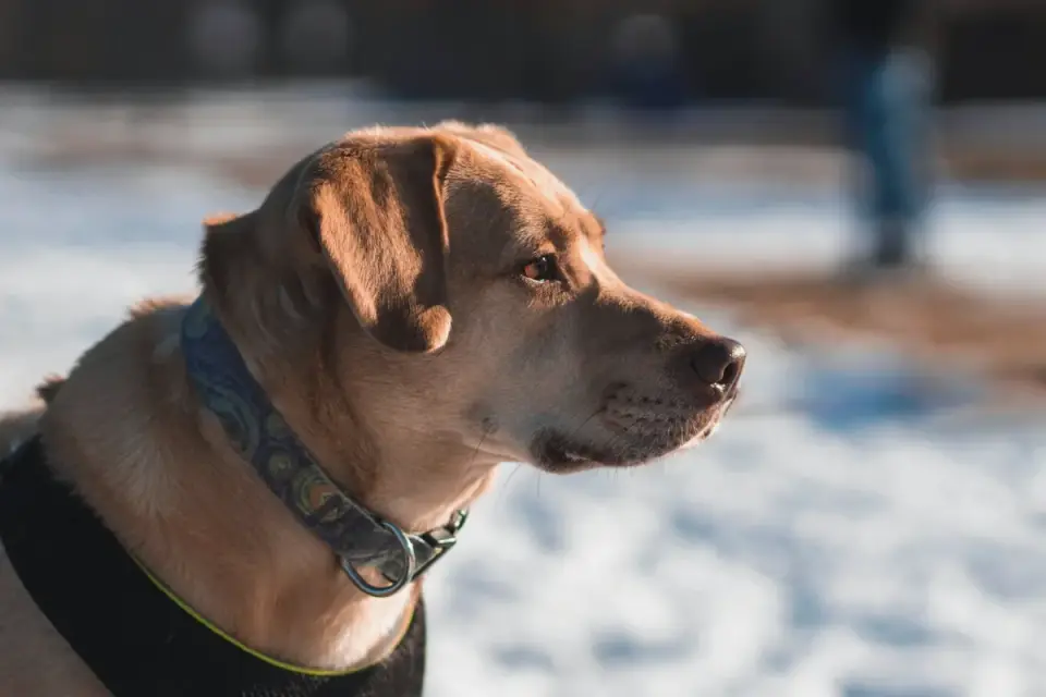 Labrador retriever outdoors
