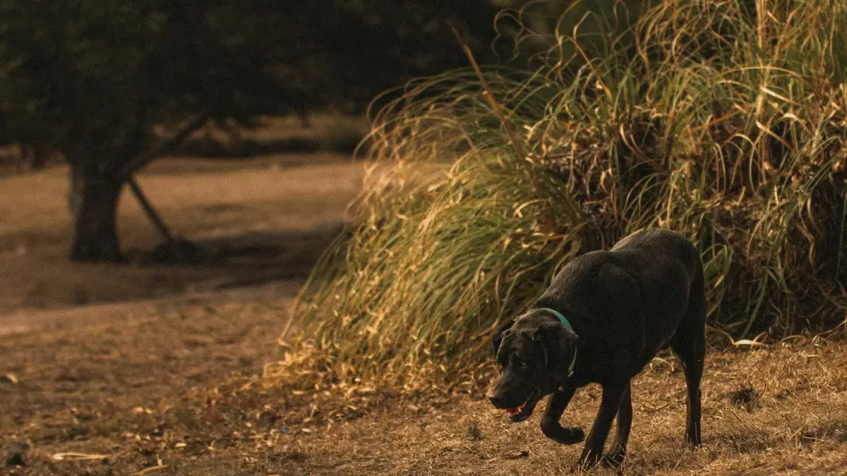Labrador retriever outdoors