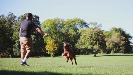Older dog with an owner in a park