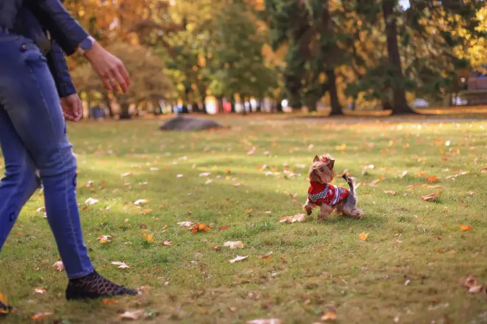 Older dog with an owner in a park