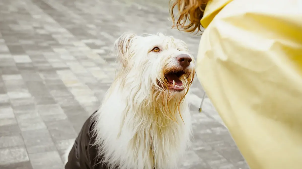 Older dog with an owner in a park