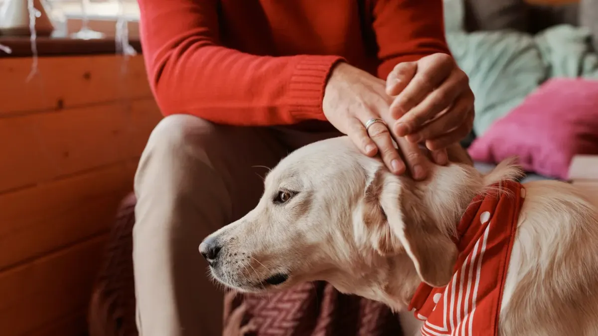 Owner brushing a golden retriever's coat on a towel at home