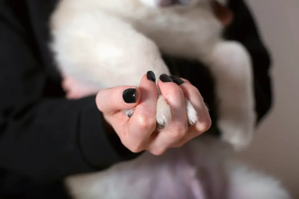 Owner calmly holding a dog&#x27;s paw during a nail trimming session