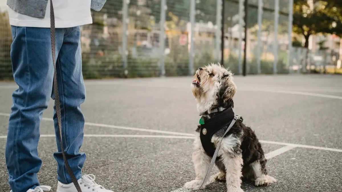 Owner crouched down giving a raised-palm hand signal to an attentive dog