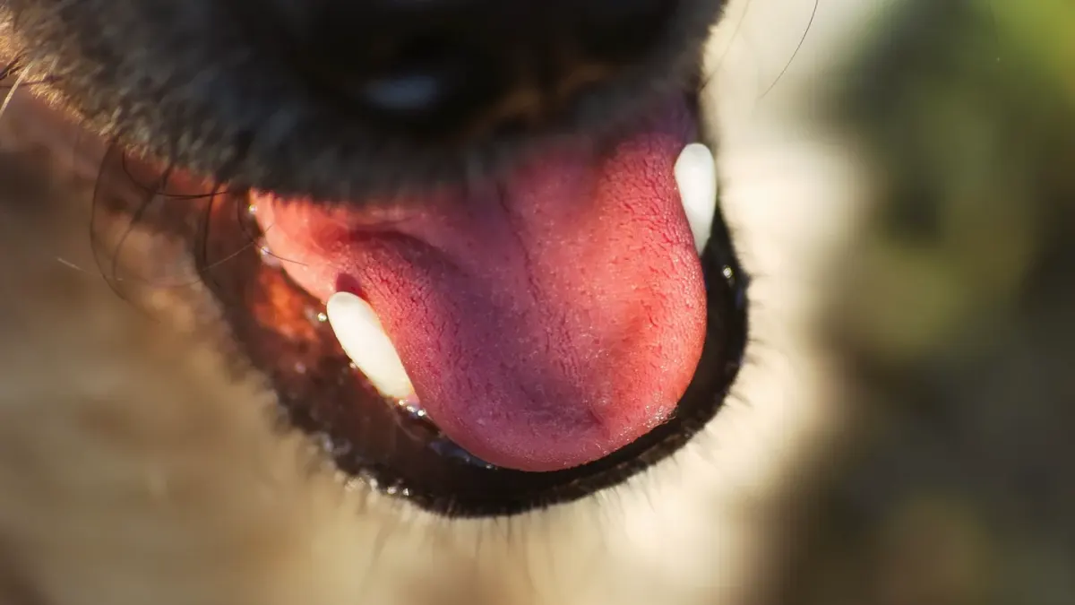 Owner gently brushing the teeth of a small dog with a finger toothbrush