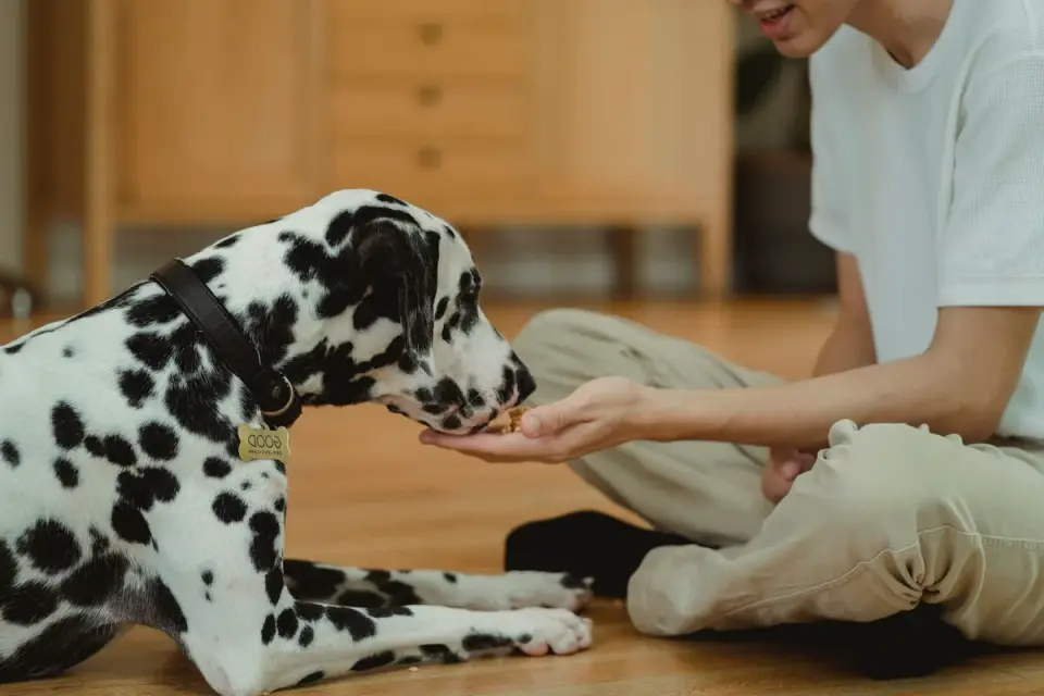 Owner offering a treat to a dog while holding a head halter