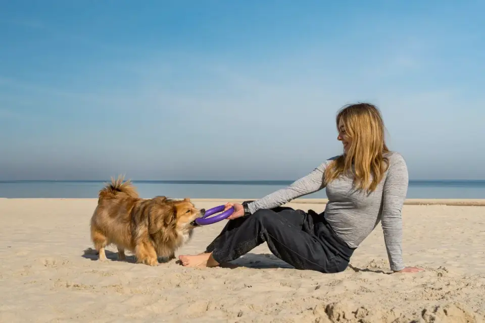 Owner playing a structured tug game with a dog in a backyard